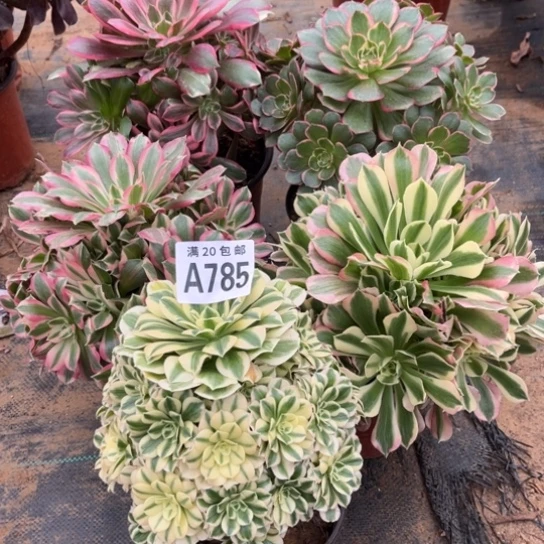 B***n785五个法师不包断枝