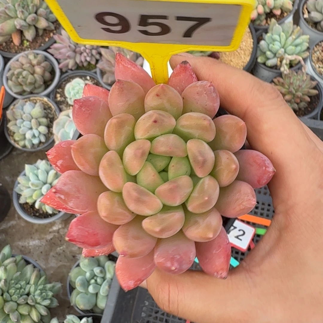 多肉植物朵唯系列957