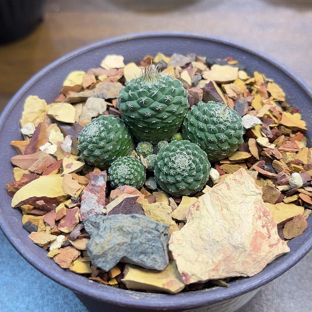 多头菊水Zzzzzzzzzzzzzzzz