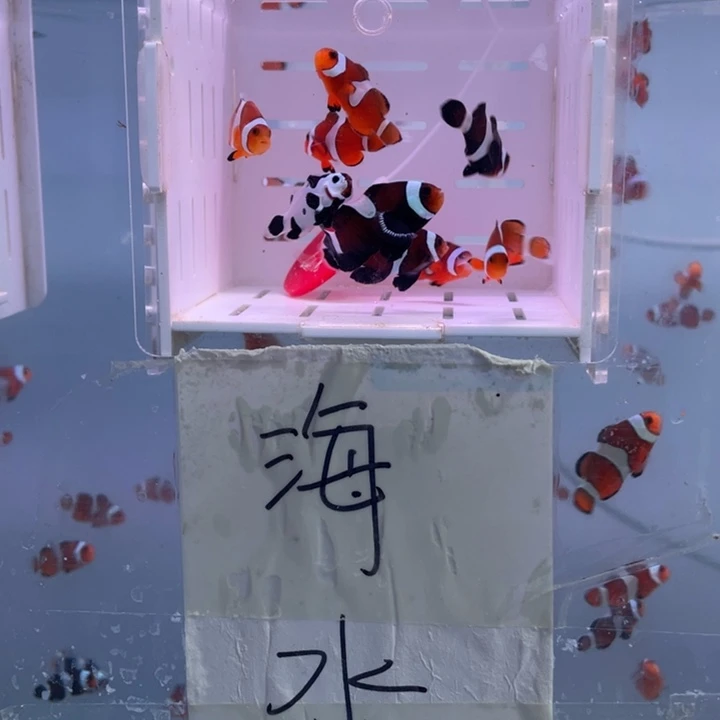海水鱼瑕疵混搭10条2.5-3