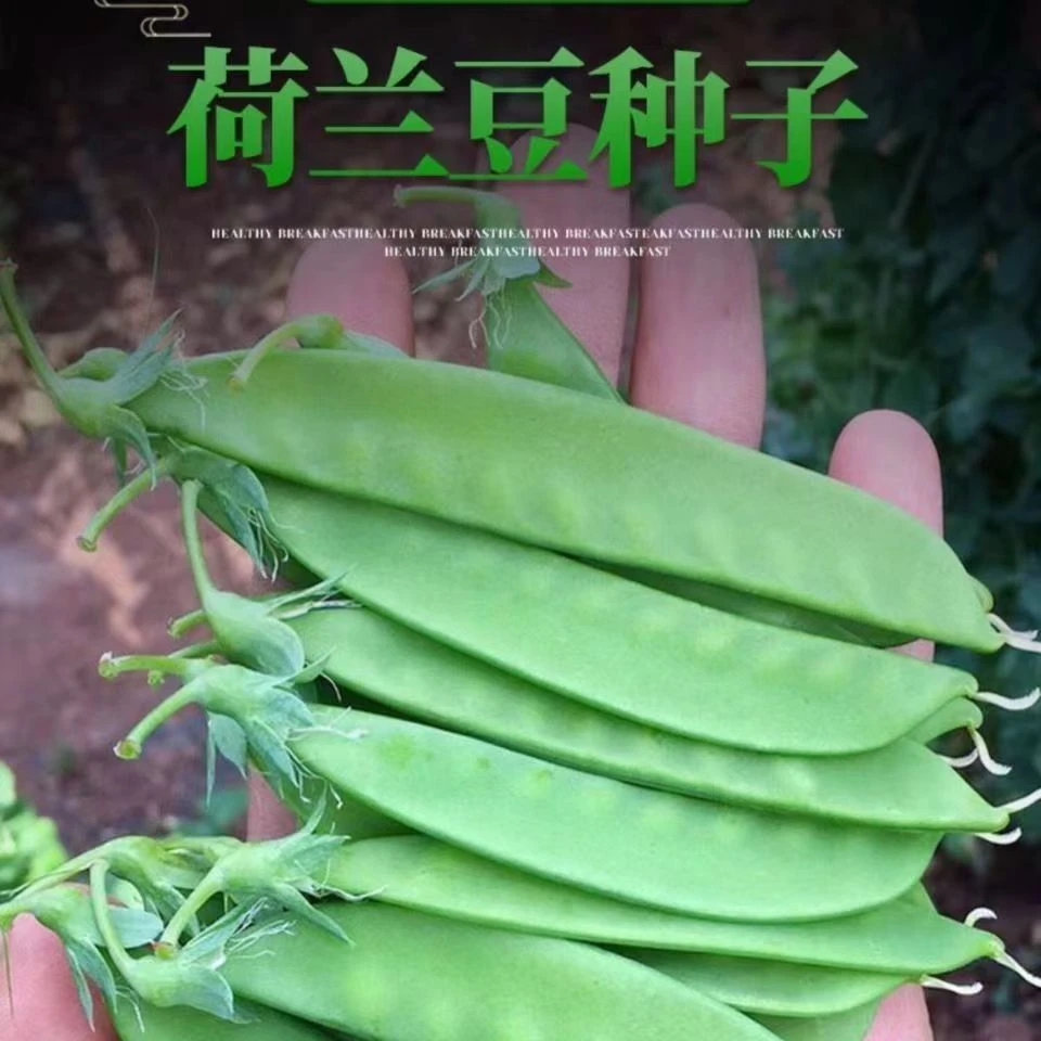 西藏新疆包邮软荚荷兰豆种子春夏秋四季播种大荚菜豆豌豆豆角耐高