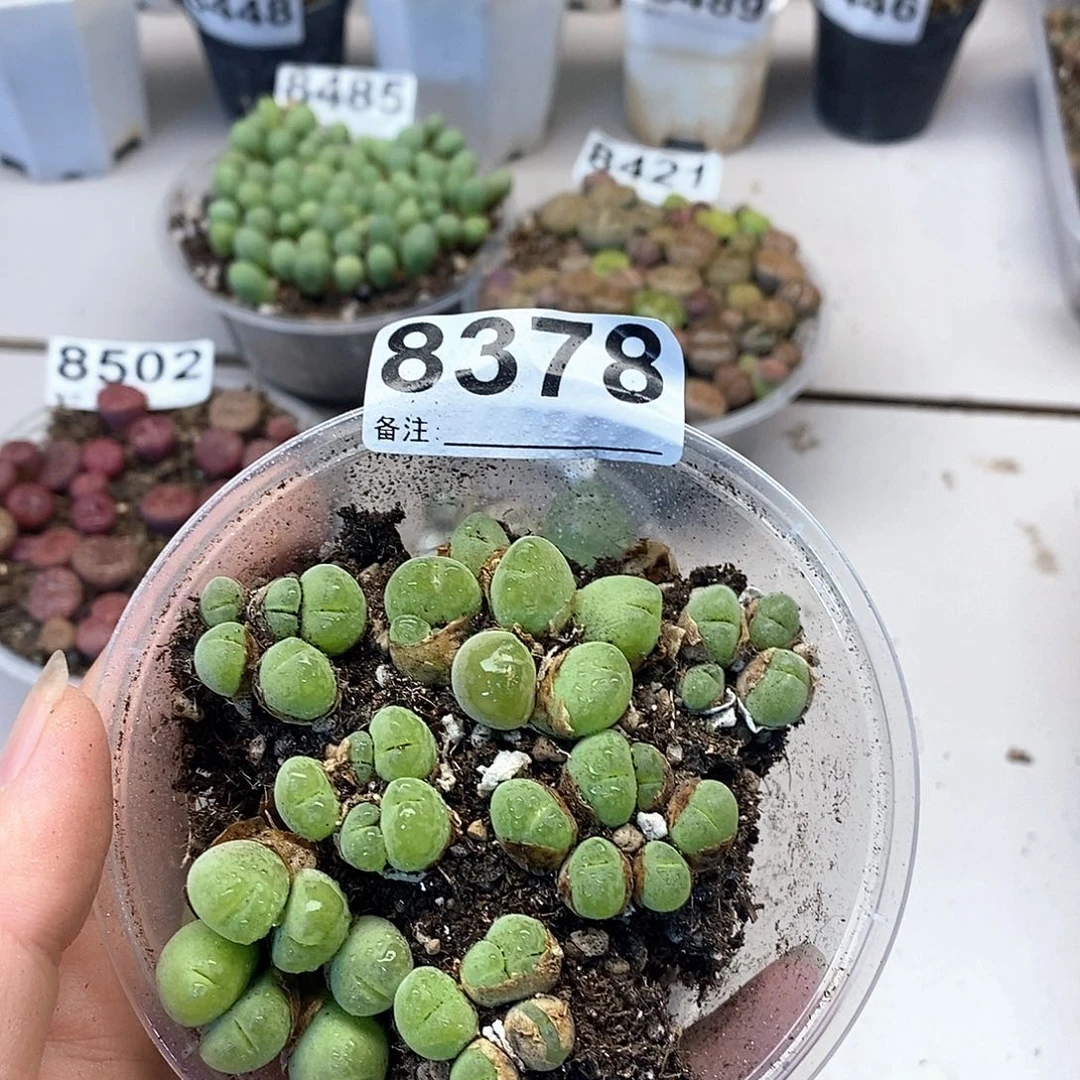 8378南部毛脆滴龙卡