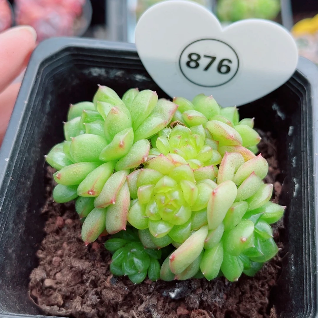 876号小老桩灯泡珍妮群