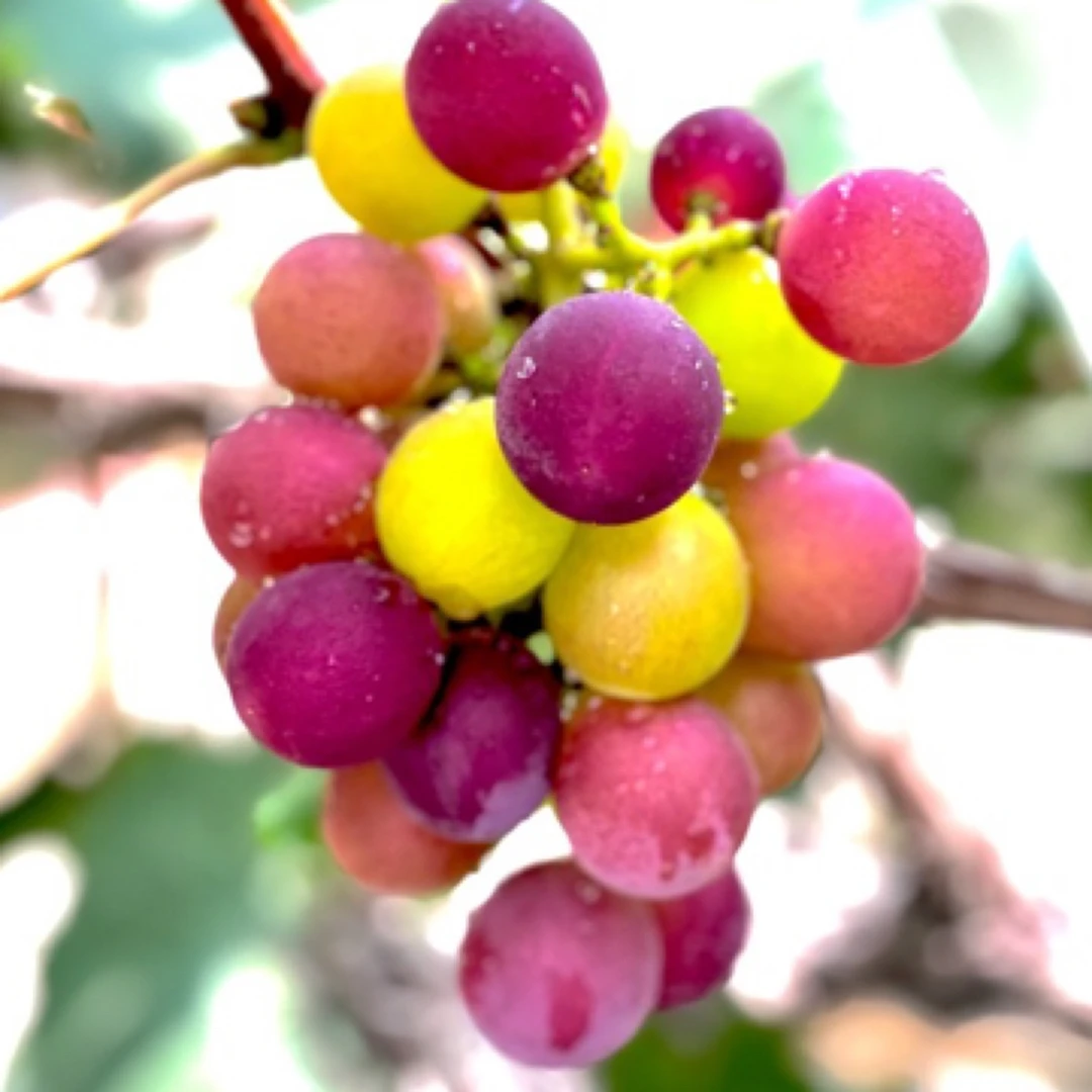 【马陆巨峰葡萄】上海马陆巨峰葡萄现摘整串礼盒装应季水果马陆葡萄