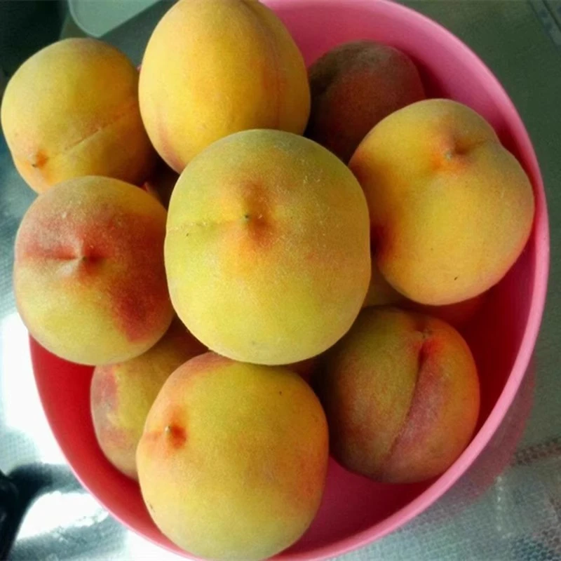 锦绣黄桃新鲜桃子大果黄金蜜桃当季现摘脆甜黄肉毛桃大果毛桃包邮