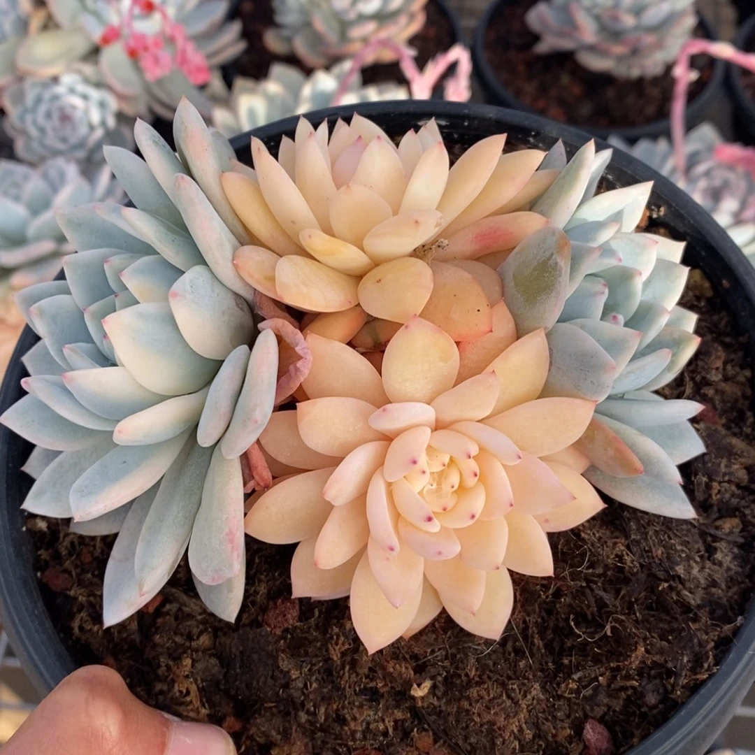 花*贝梦露锦多肉植物