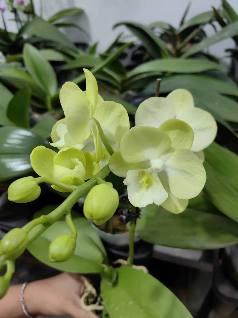 蝴蝶兰-宝玉苗3.0寸杯（无花无梗）