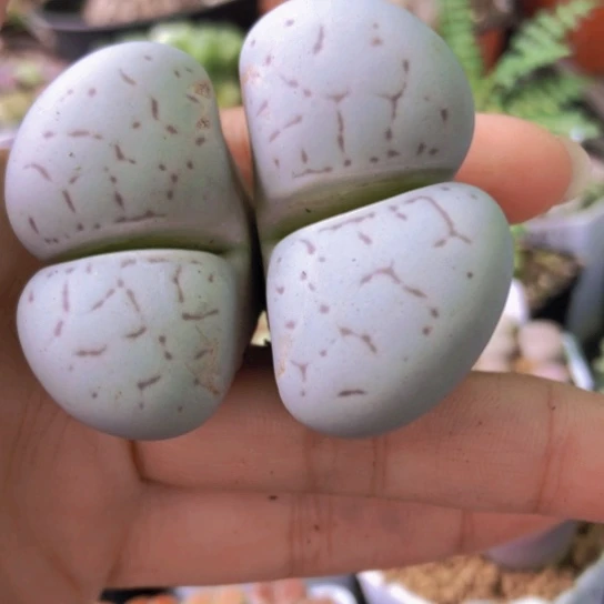 0040，大双头大白如图