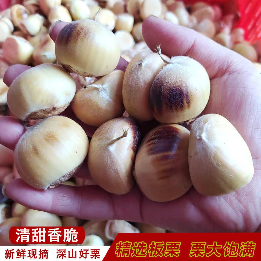 （中通快递）河南信阳毛板栗花壳红壳生吃煲汤做菜内皮好剥新鲜板栗
