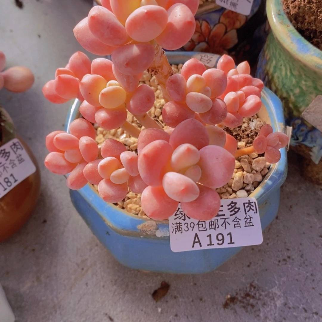 樱花洛神10cm191多肉植物