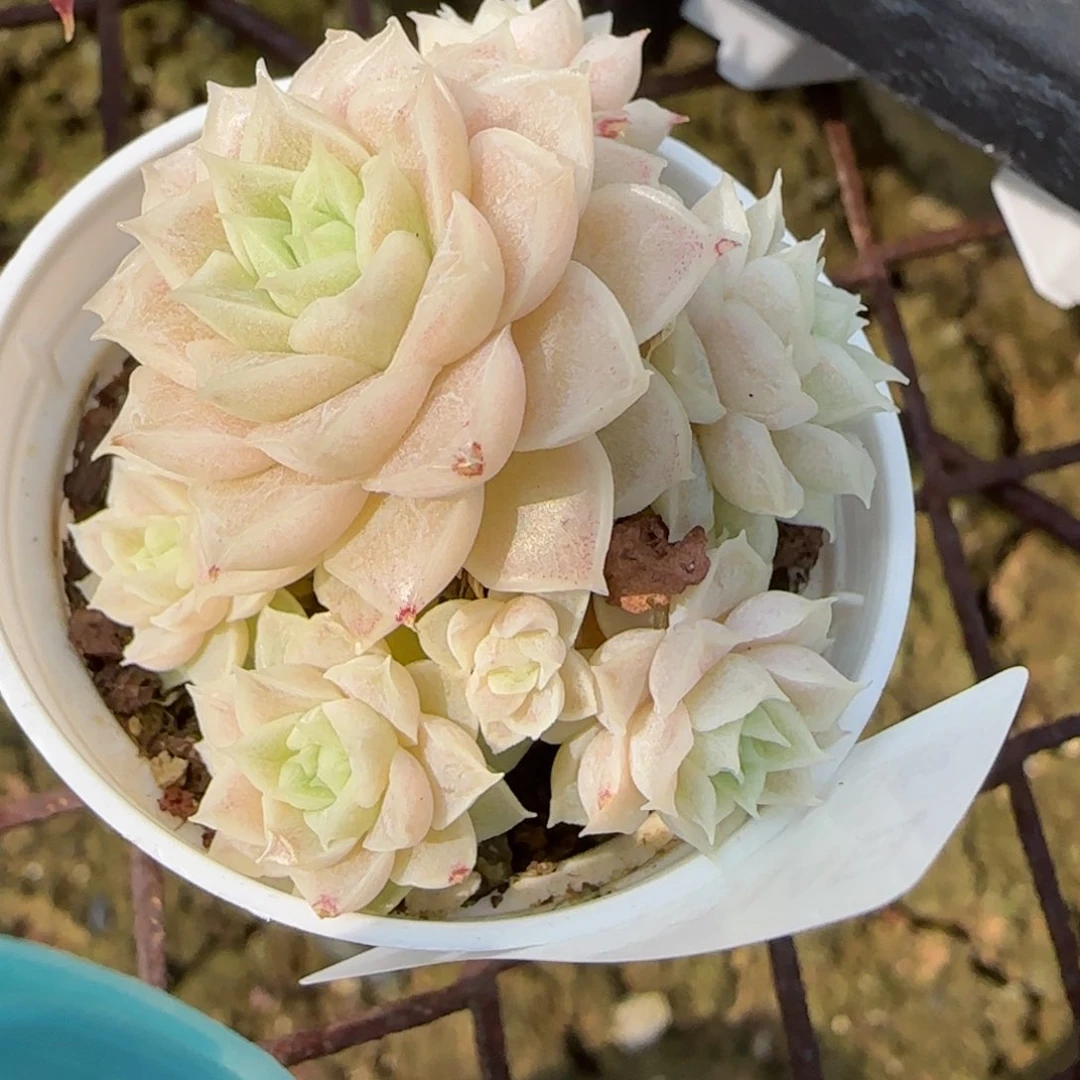 花语逸镜0214-140散