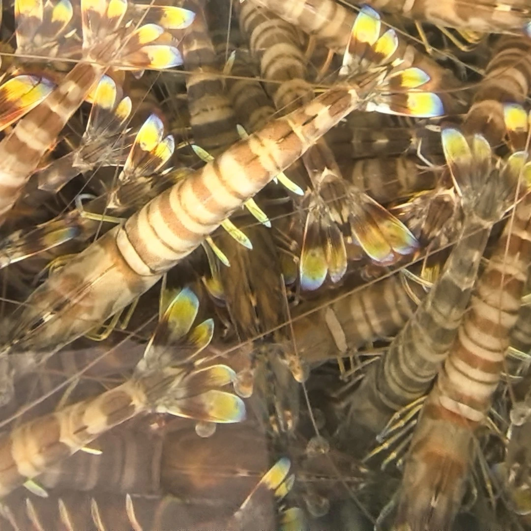 ［鲜活］应季基围虾500克/份