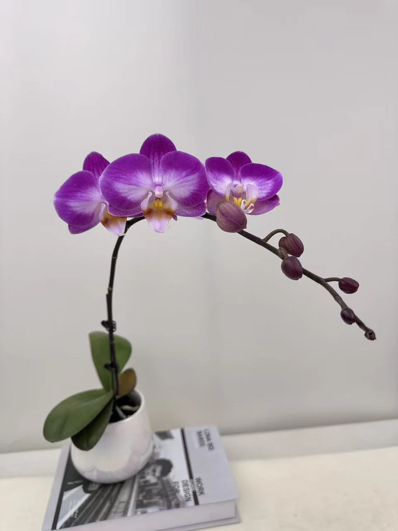 蝴蝶兰【雪山飞舞】鲜花盆栽室内观赏花花佛山基地直发好养易活