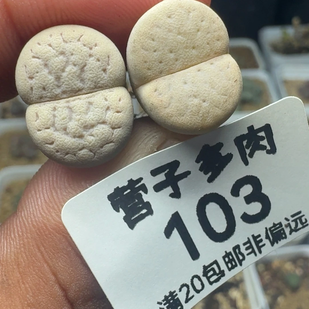 猪皮两颗。