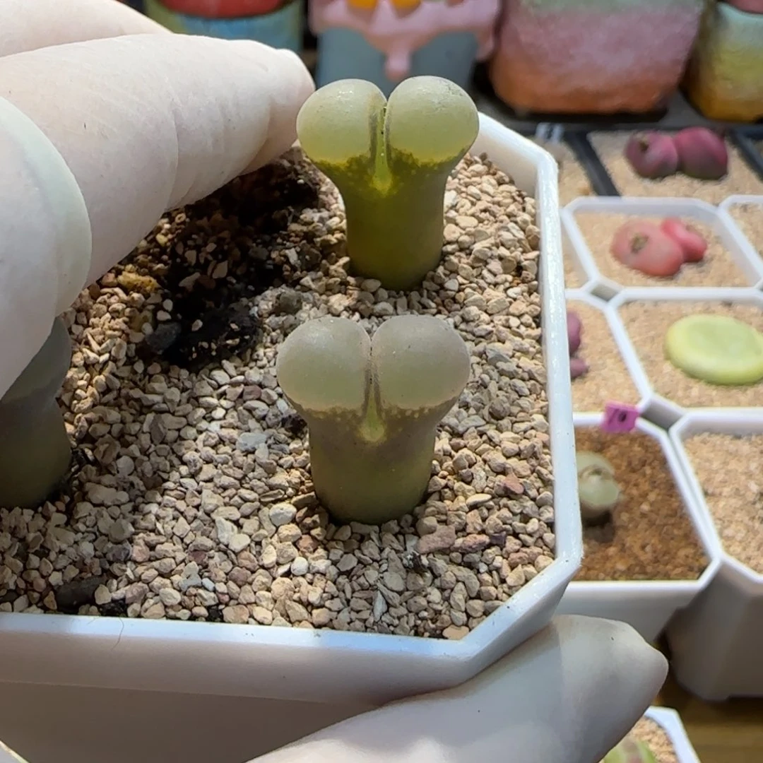 红陶P****a当然当然当然当然教主