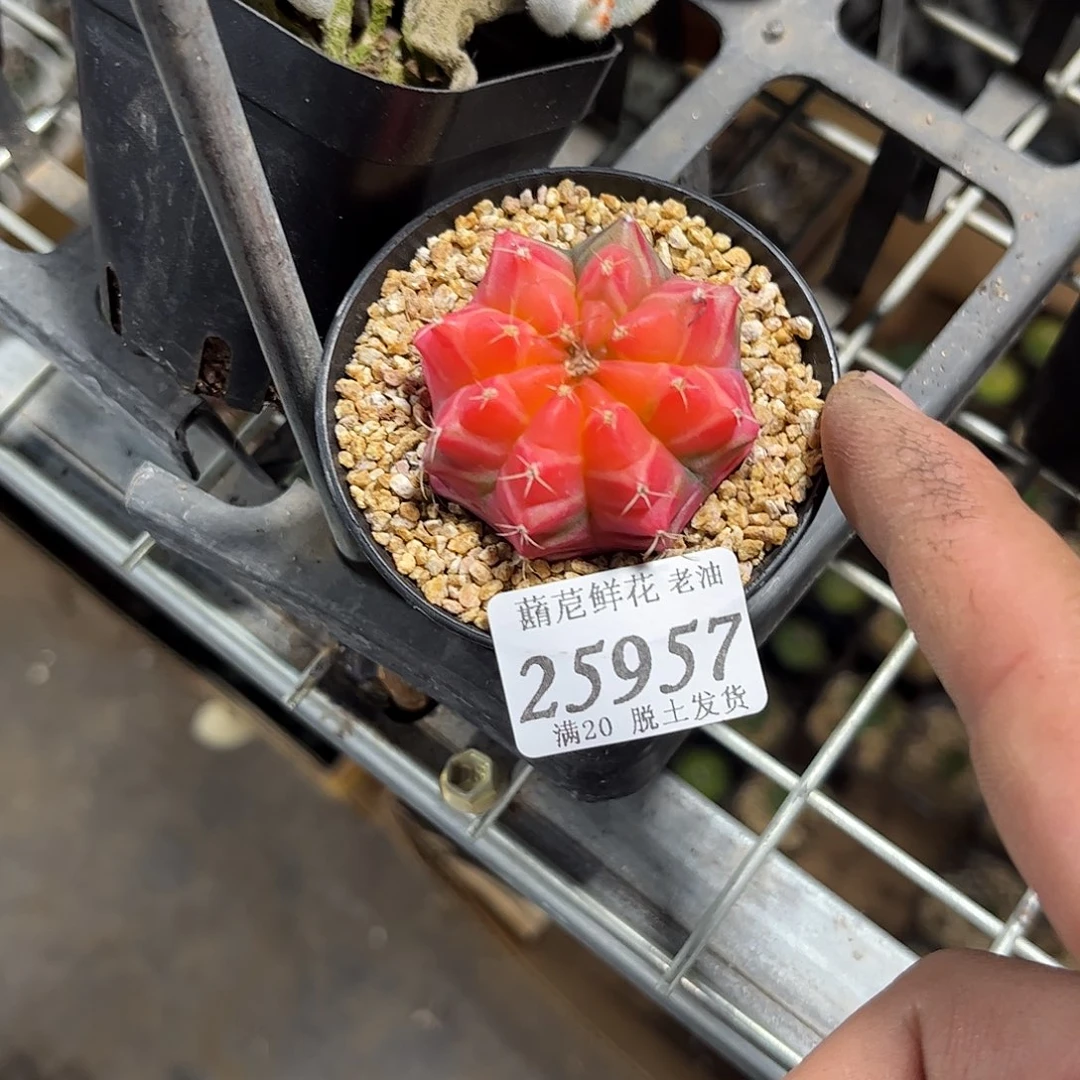 啊****爱25957一物一拍单头发货