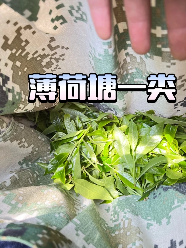 【润物细无声---周家薄荷塘】