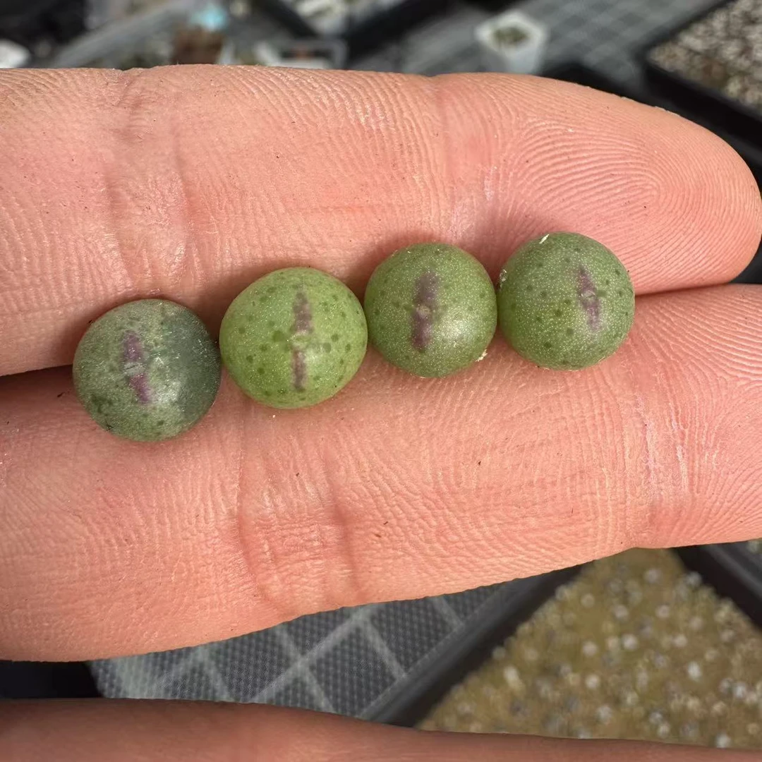 85多肉植物肉锥皮卡丘一颗