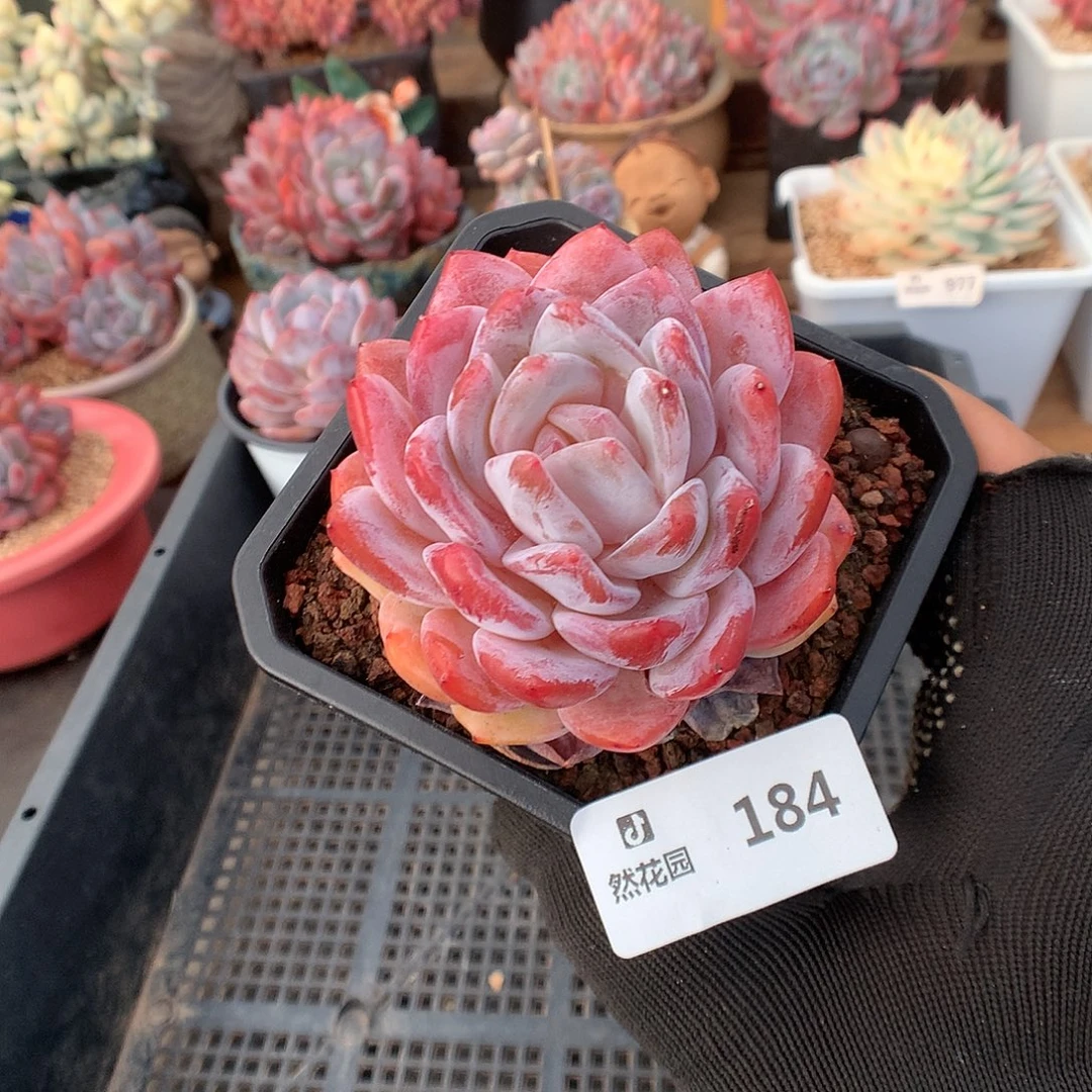 184冰橙多肉植物6666