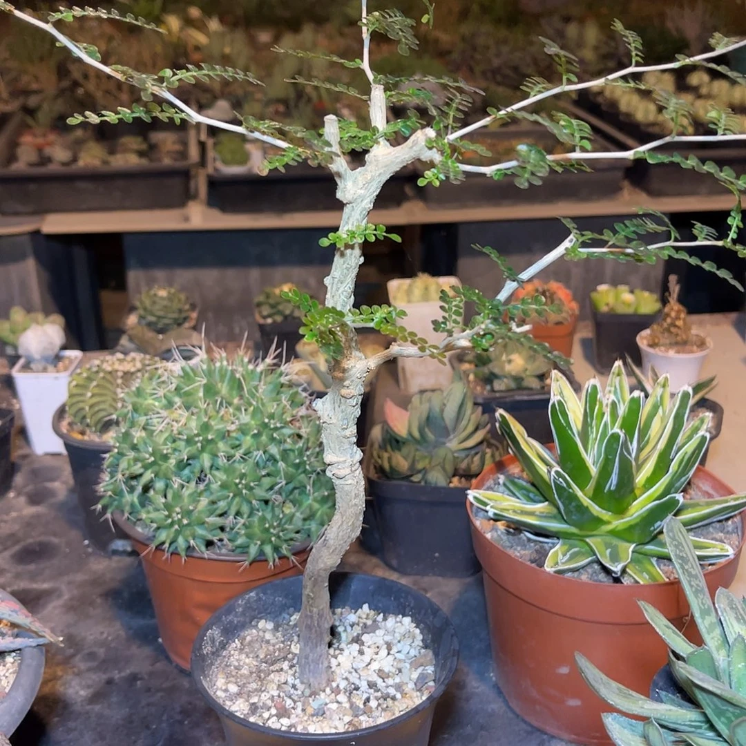 象足漆树一物一拍