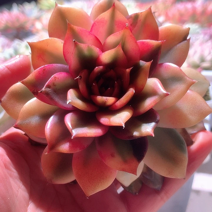 火焰山白覆轮锦老庄