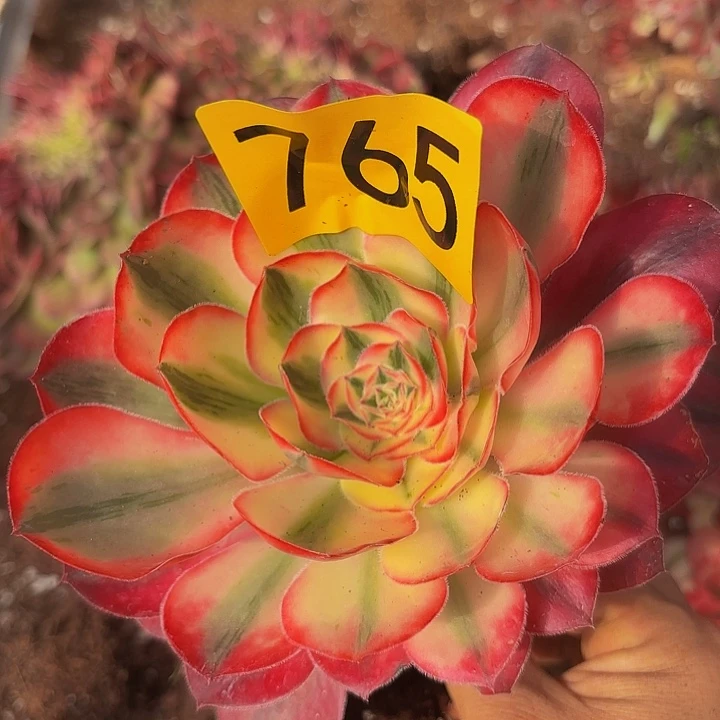 多肉植物福利来765