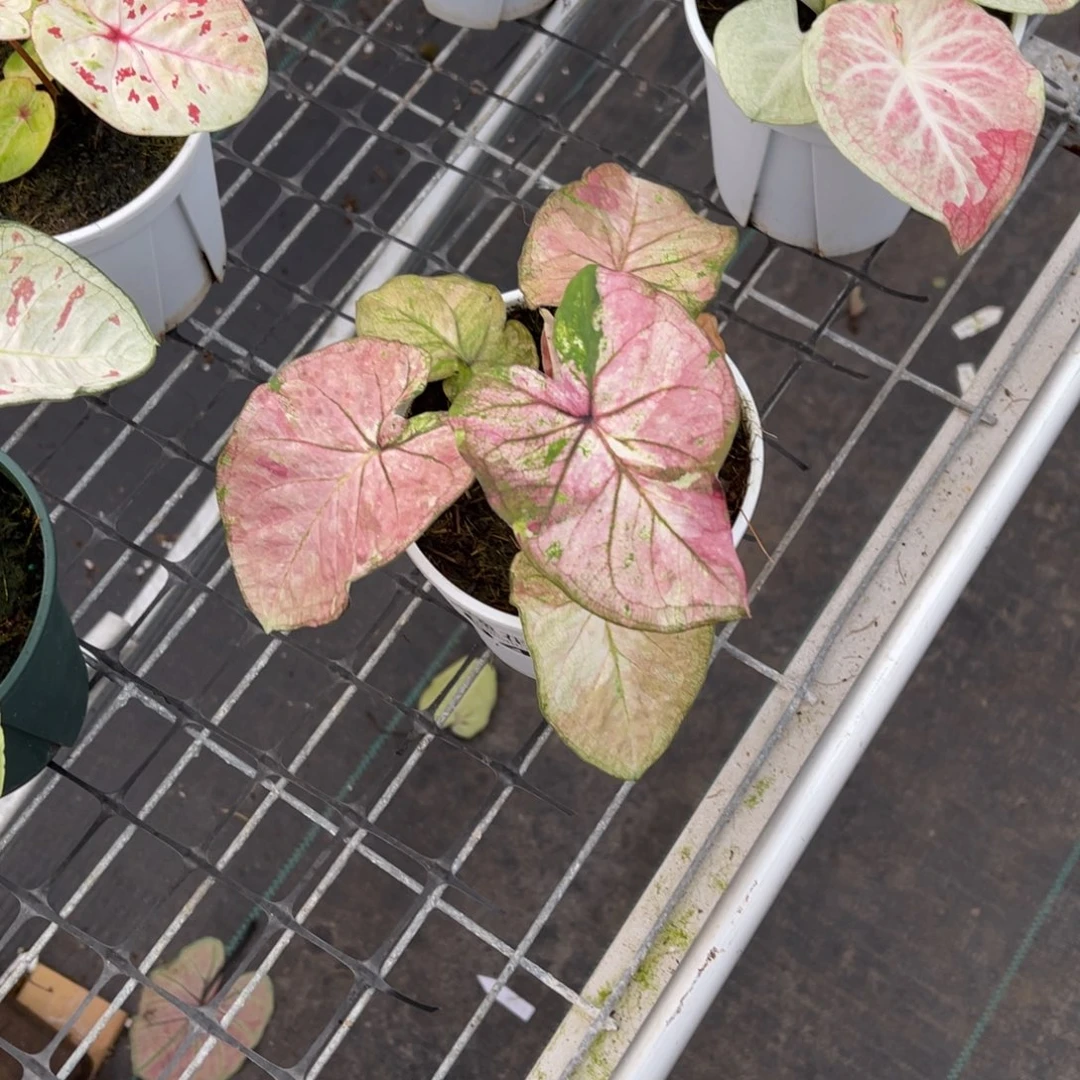 Z***z无花朵           041紫色不包售后