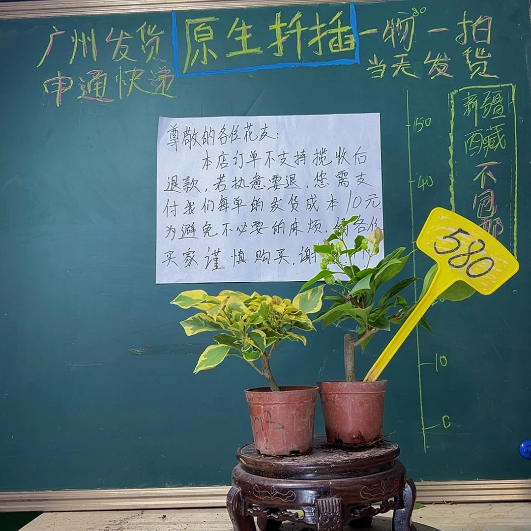 当前无花栽培后可以开花 广红樱掌中宝 橙冰掌中宝 580