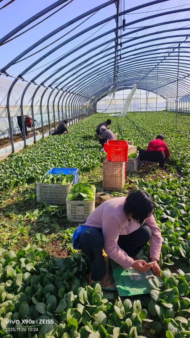 新鲜小油菜四季上海青当季蔬菜矮脚菜青菜小青菜绿叶菜火锅菜