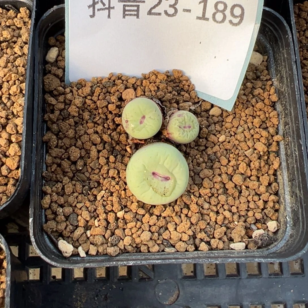 23-189肉锥多肉植物