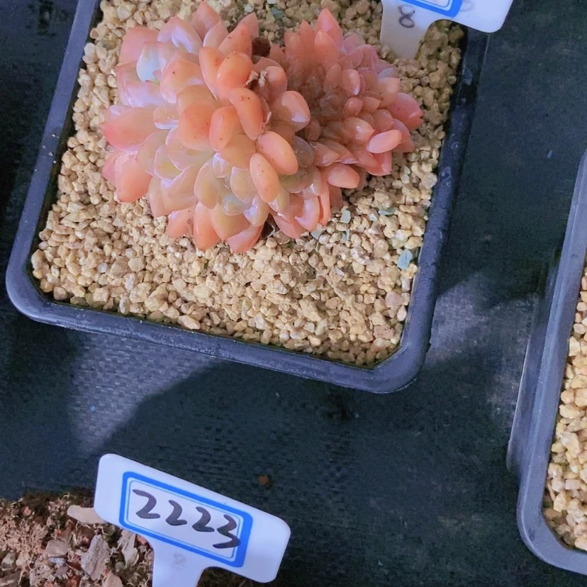 【闪购商品】桃*2213