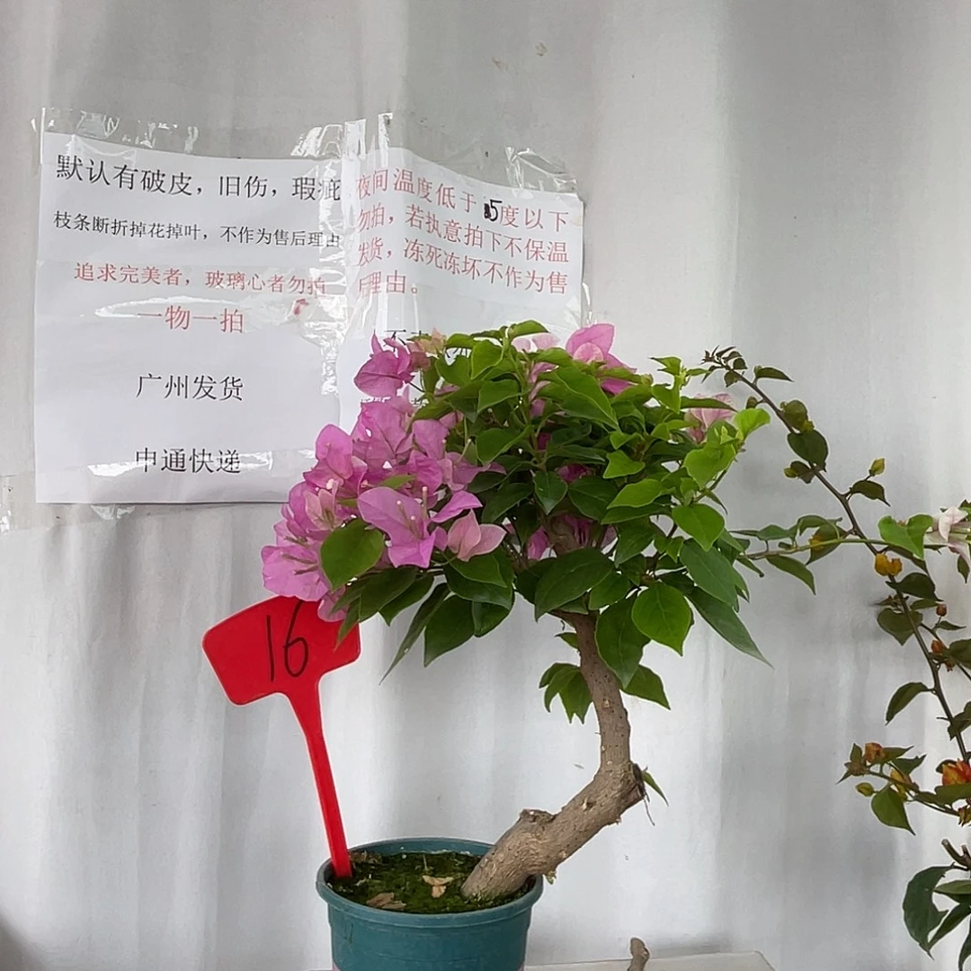 当前无花栽培后可以开花16广红樱桩