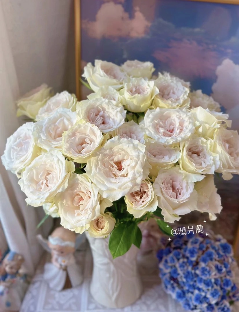 特价不售后赞美多头玫瑰（全场任意两单包邮）