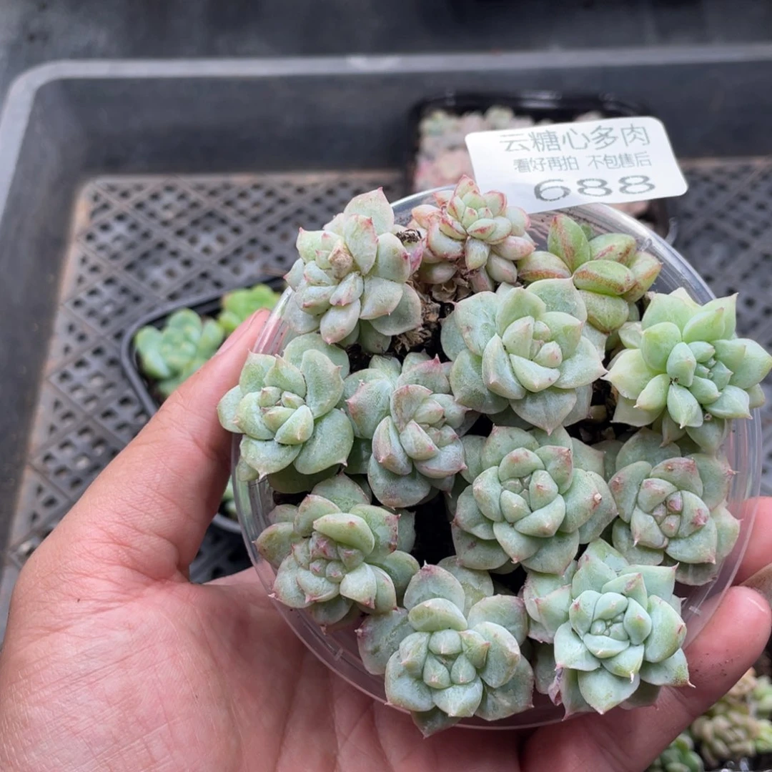 云糖心多肉植物688