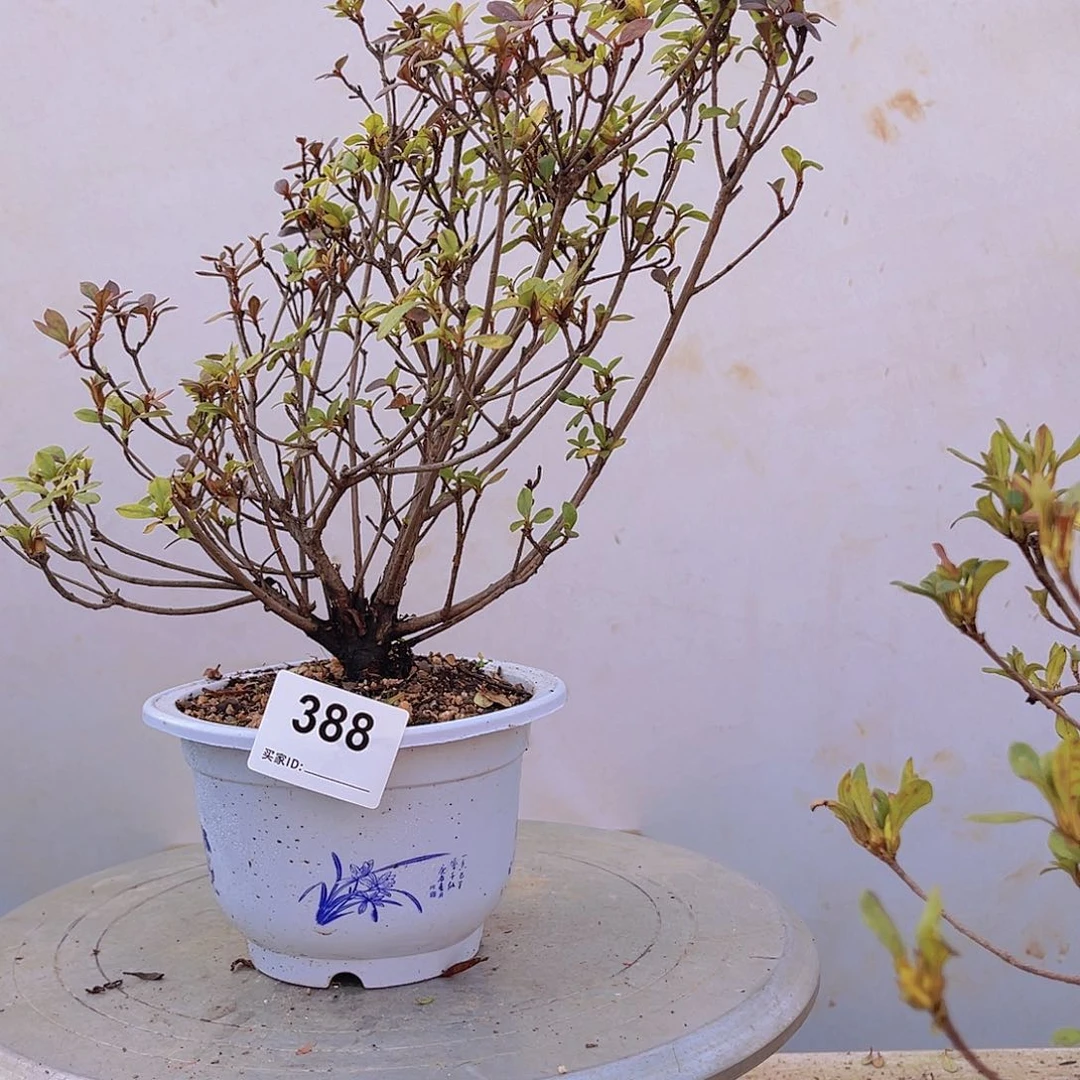 红陶直播时间一定一定