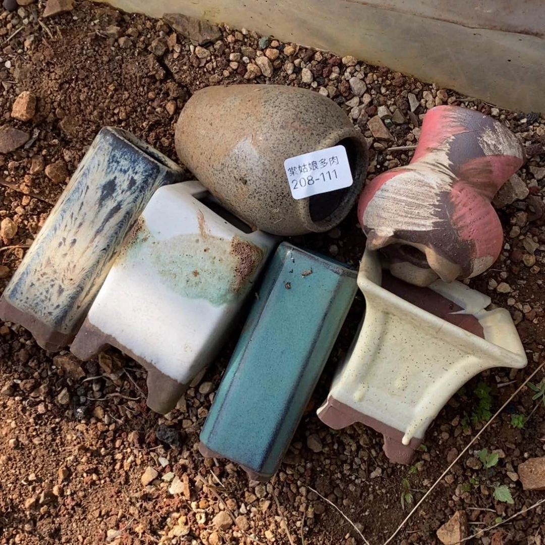 111号六个小可爱多肉盆