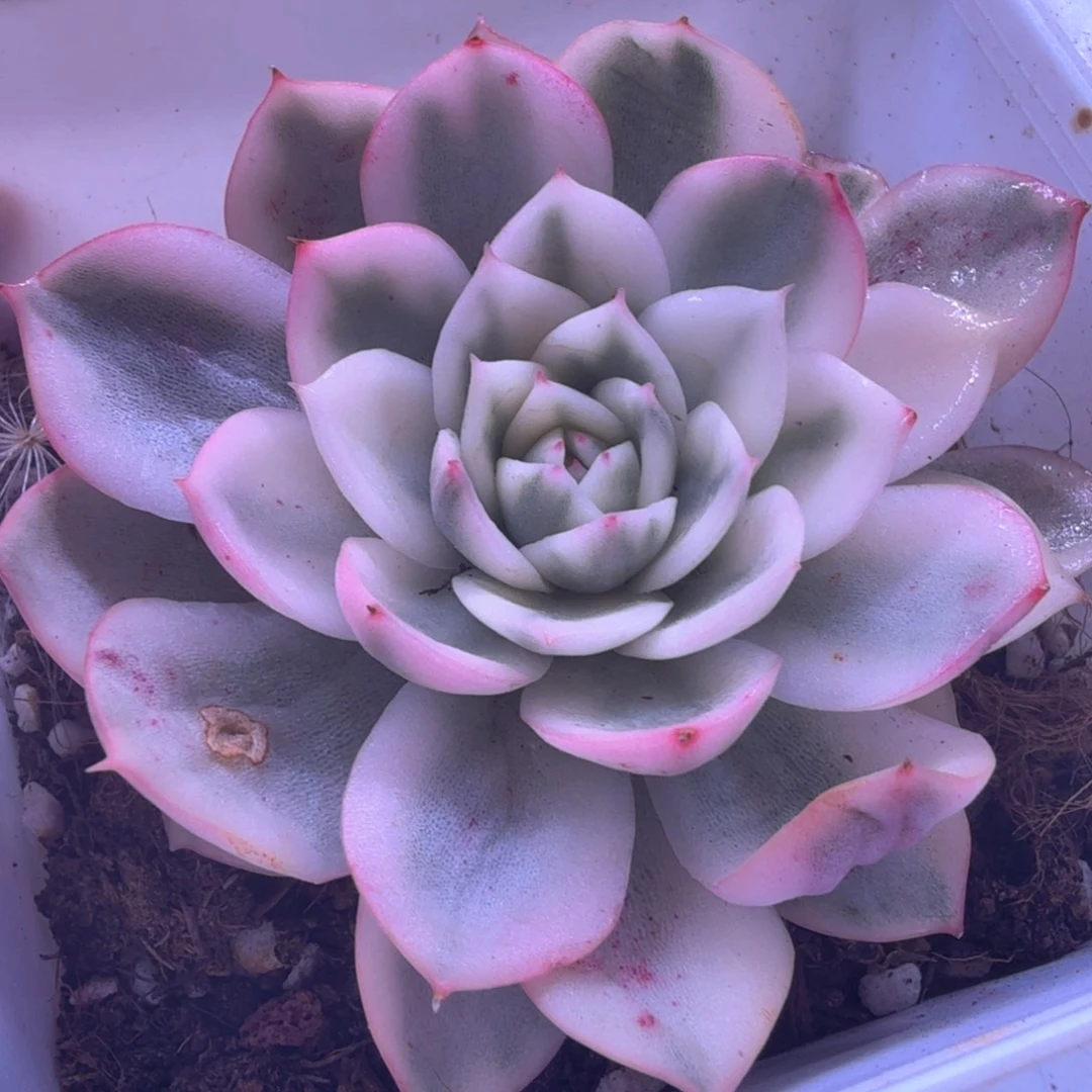 无花朵韩水晶锦 多肉