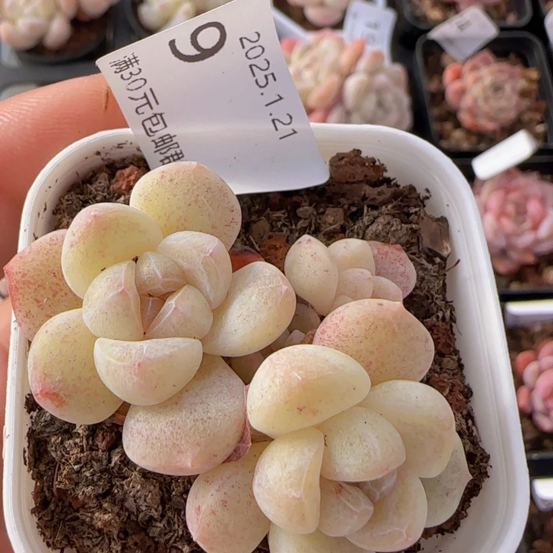 白体糖心冰玉四头