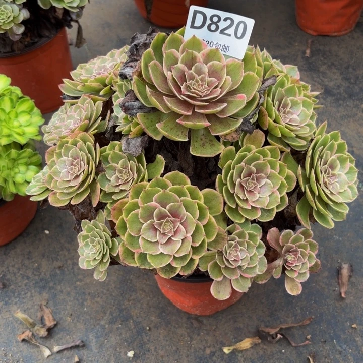 瑞妈多肉园艺820粉花妖