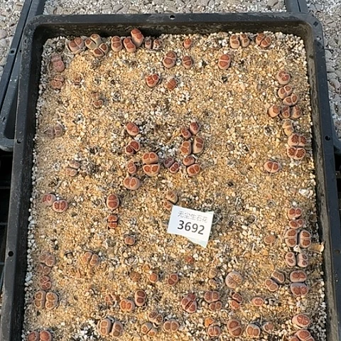 3692，菊红窗清框特价脱土发货