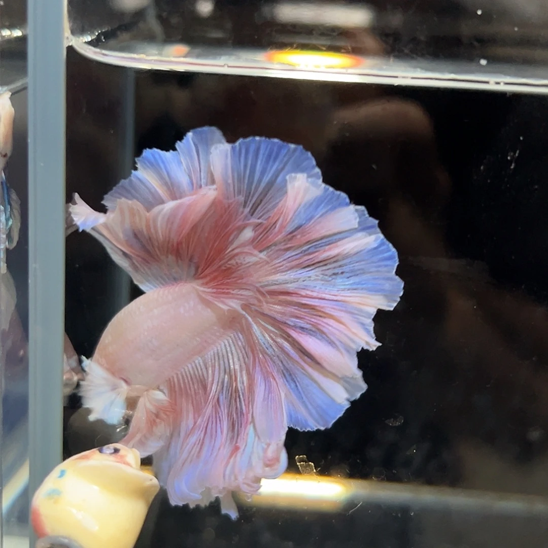 斗鱼25号粉色婚纱的纯粉