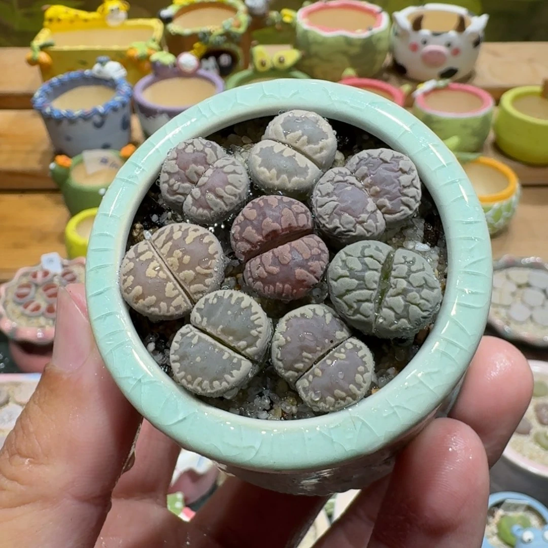 蘑菇1162牙齿彩拼多肉植物