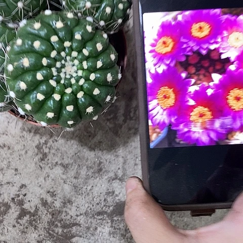 多头炫美玉，3689000