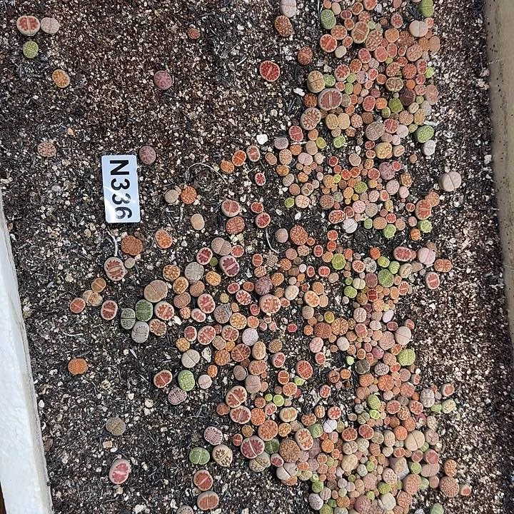 生336石花整筐脱土发货