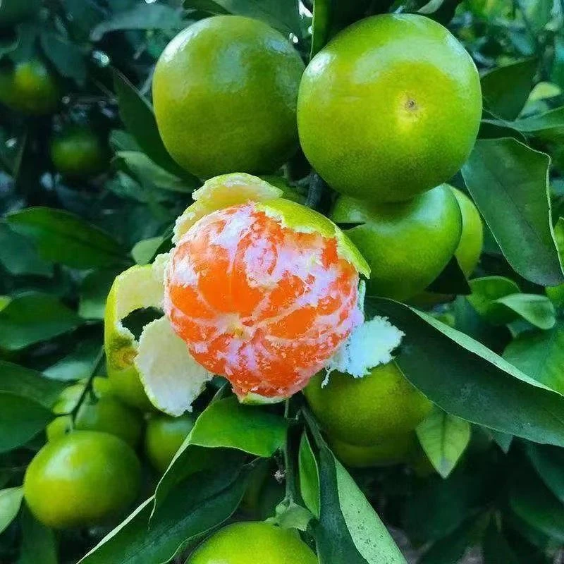 新鲜湖北宜昌蜜桔无籽薄皮酸甜多汁应季水果现摘现发孕妇水果