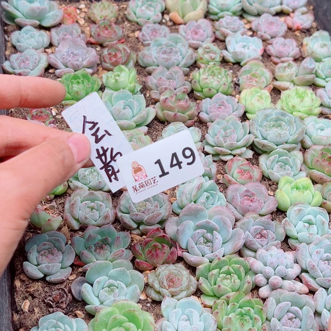 蓝***桉多肉植物多肉植物