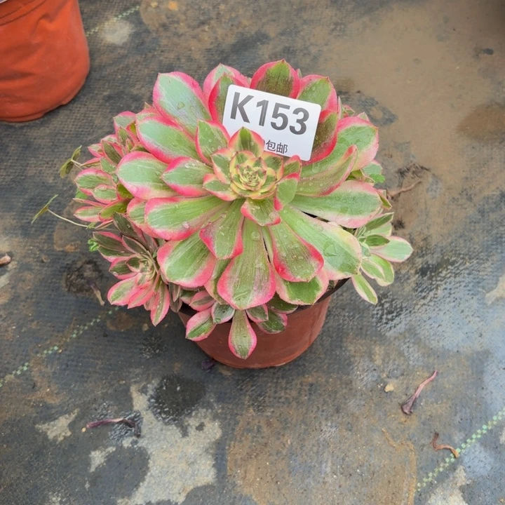 瑞妈多肉植物。153做个