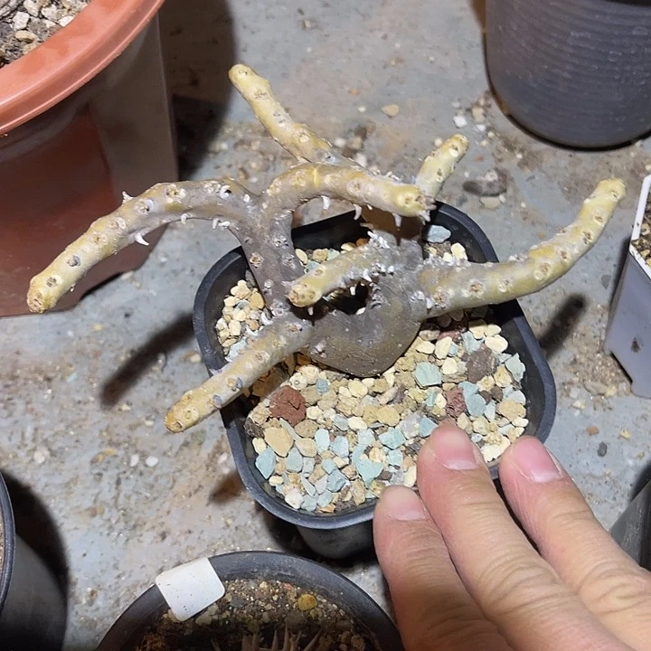 满38包邮2天凑单，脱土晾根发货多肉植物产地黑皮月界