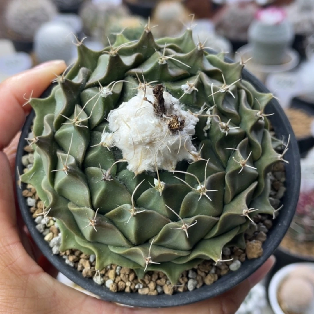 帝冠          实生根