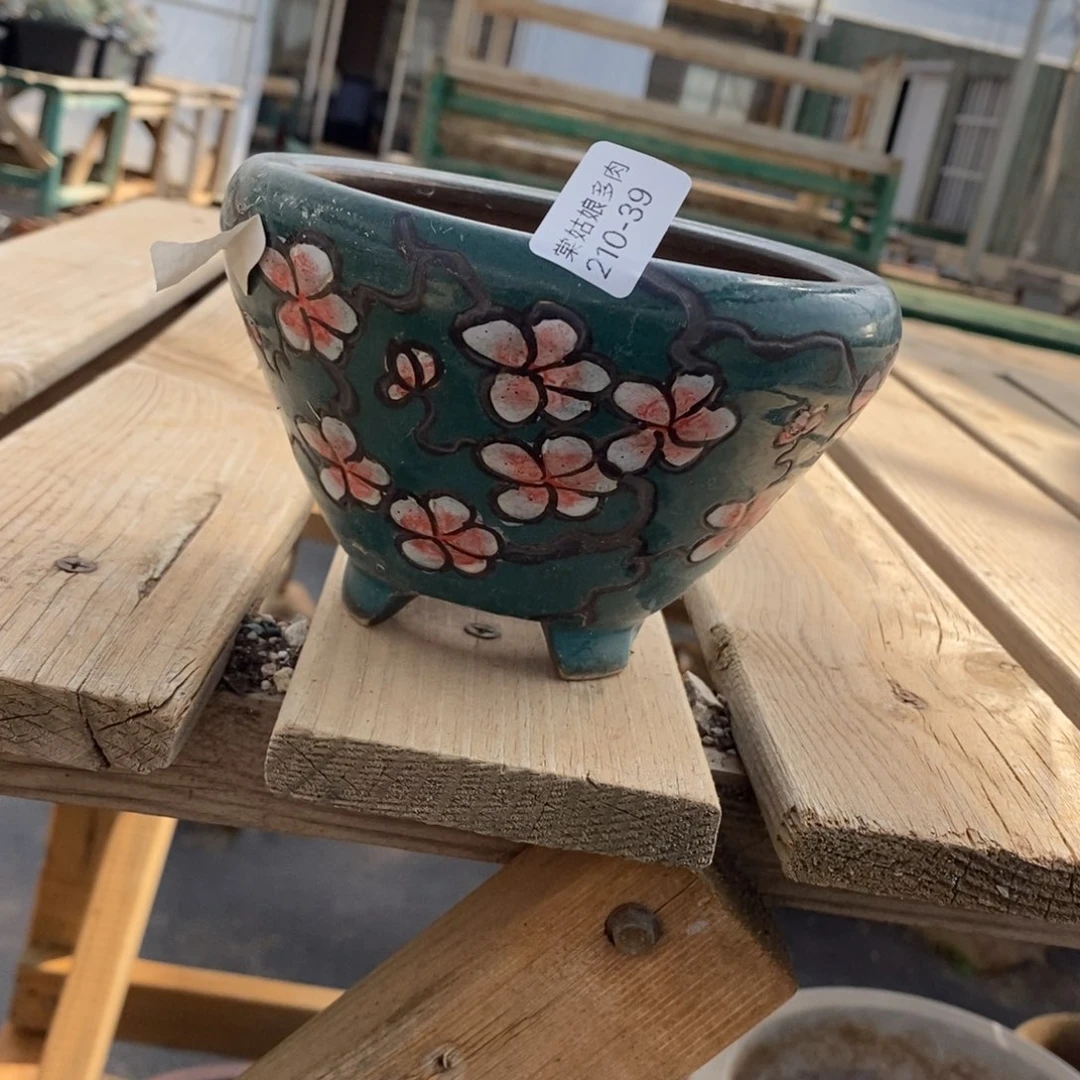 心*?39号多肉盆一个漂亮